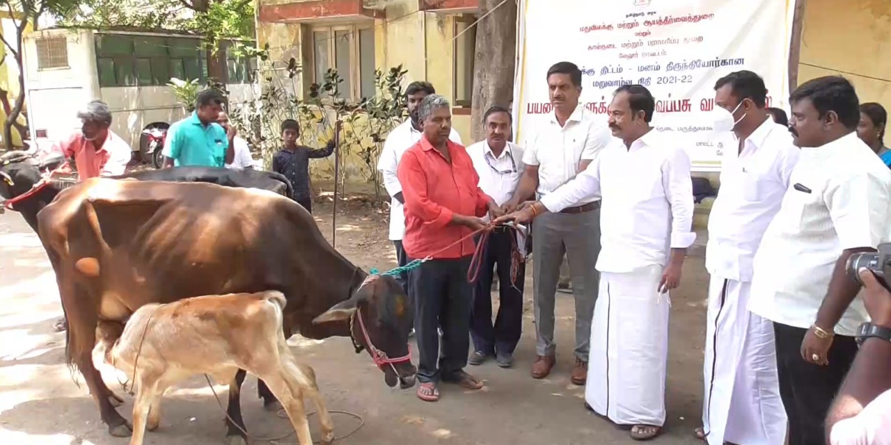 கள்ளச்சாராயம் காய்சியவர்களுக்கு கறவைமாடு வழங்கிய ஆட்சியர்