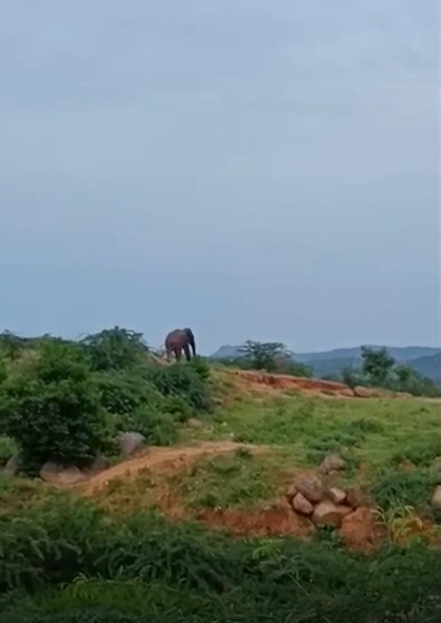 குடிகார யானை அச்சத்தில் பொதுமக்கள்