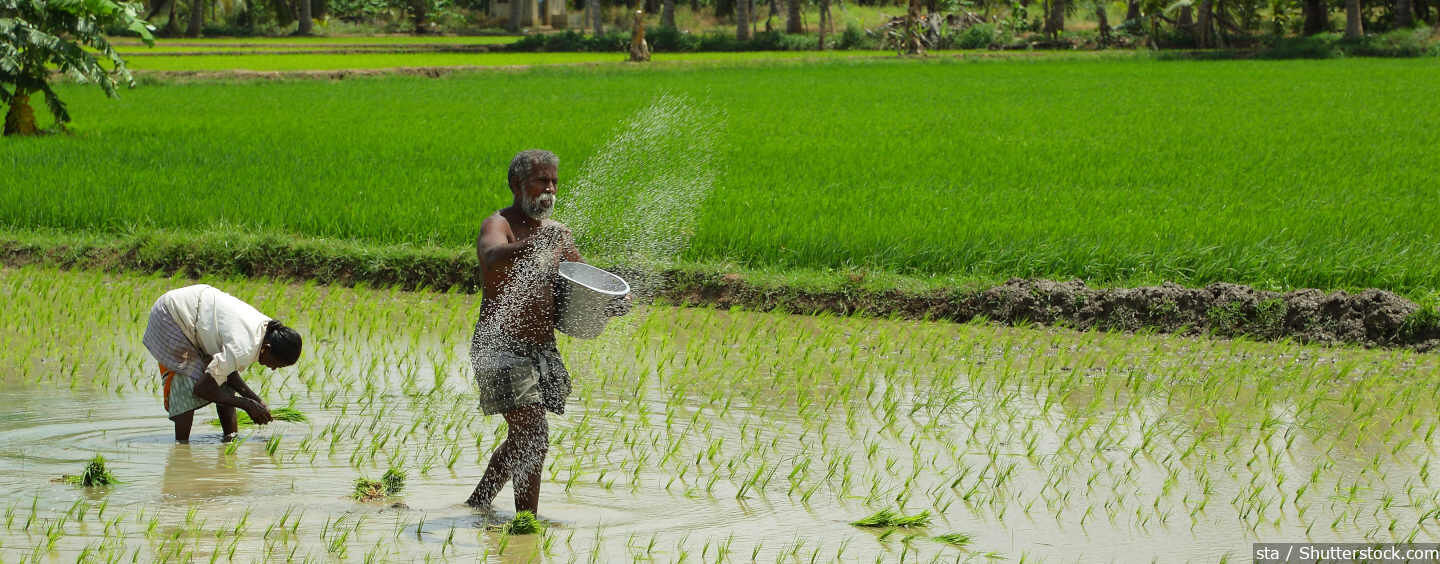 அரிசி உற்பத்தி 60 முதல் 70 லட்சம் டன் குறைய வாய்ப்பு