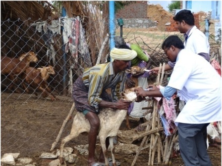 கால்நடை மருத்துவப் படிப்புகளில் சேர விண்ணப்பிக்கலாம்