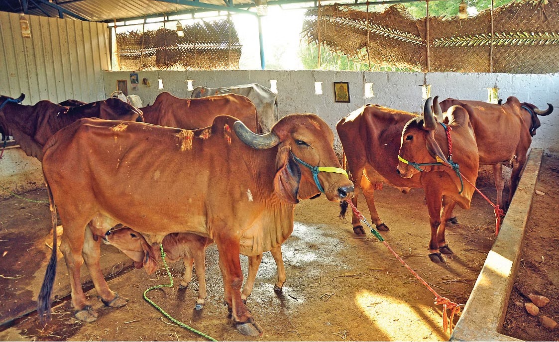 பருவமழை காலத்தில் கால்நடை பண்ணைகளில் தேவைப்படும் முதலுதவி மருந்து பொருட்கள்?