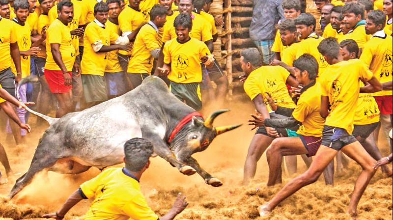 அவனியாபுரம் ஜல்லிக்கட்டை அனைத்து சமூக மக்களும் இணைந்து  நடத்தலாம்:  மதுரை ஐகோர்ட் உத்தரவு